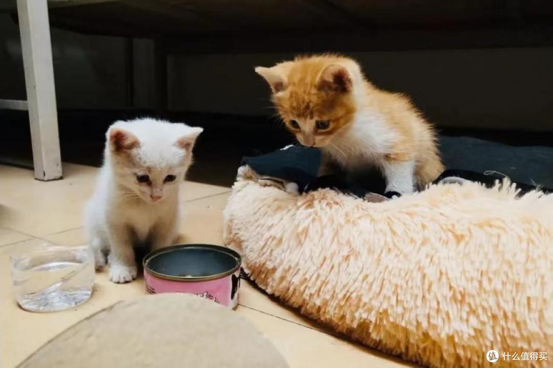 如果只选择国产,请问猫粮哪个品牌好?