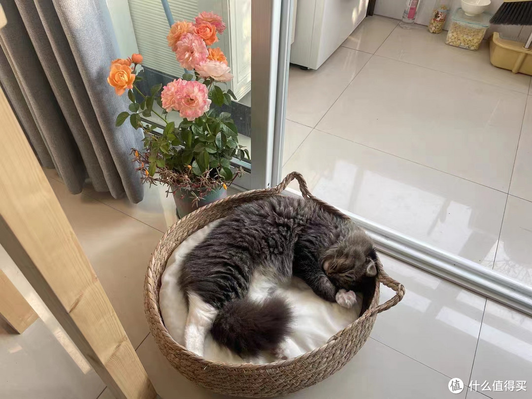 除了是舒适透气的猫窝以外，还可以当猫抓板用