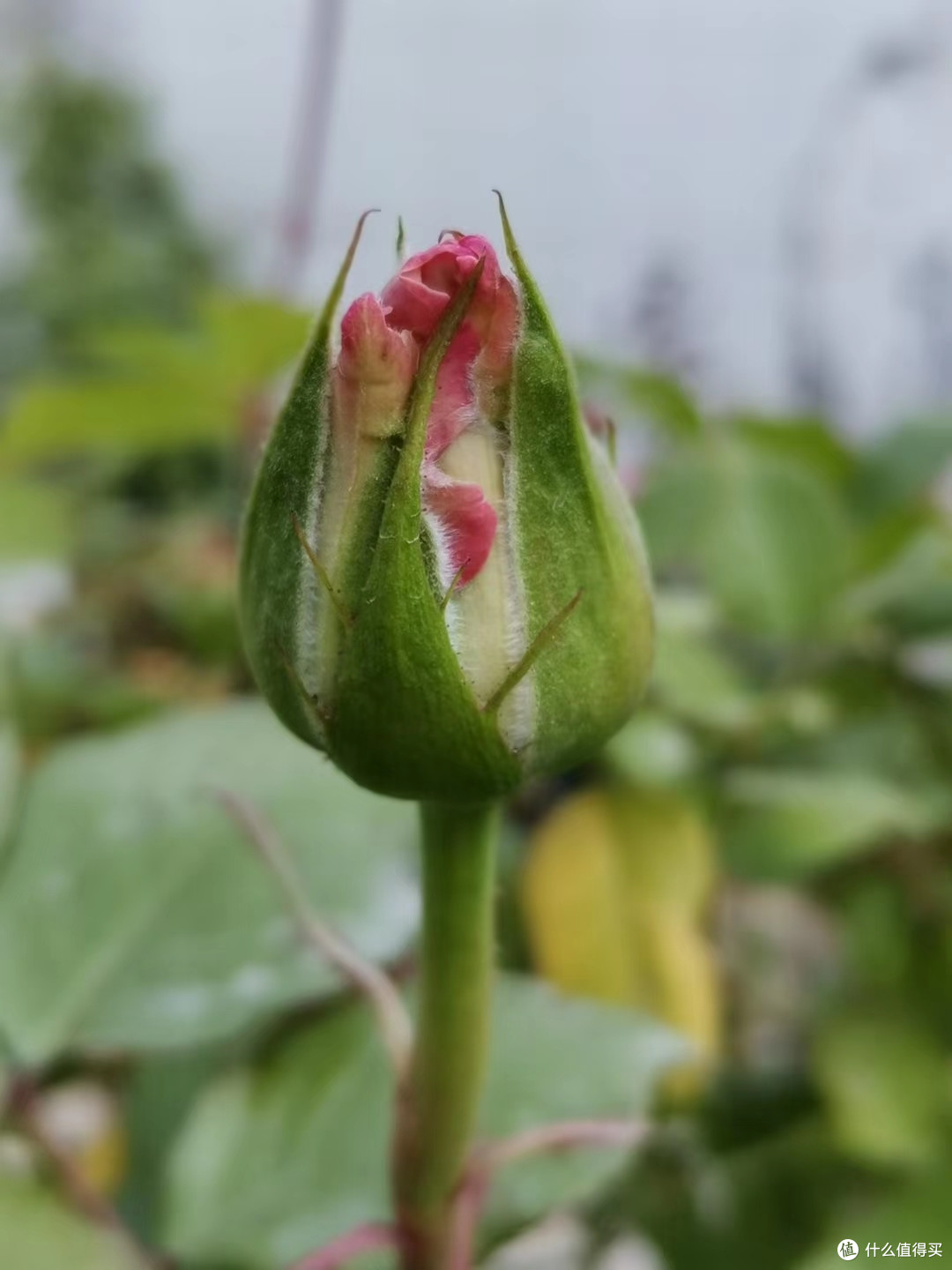 用手机记录我小花棚里的玫瑰花