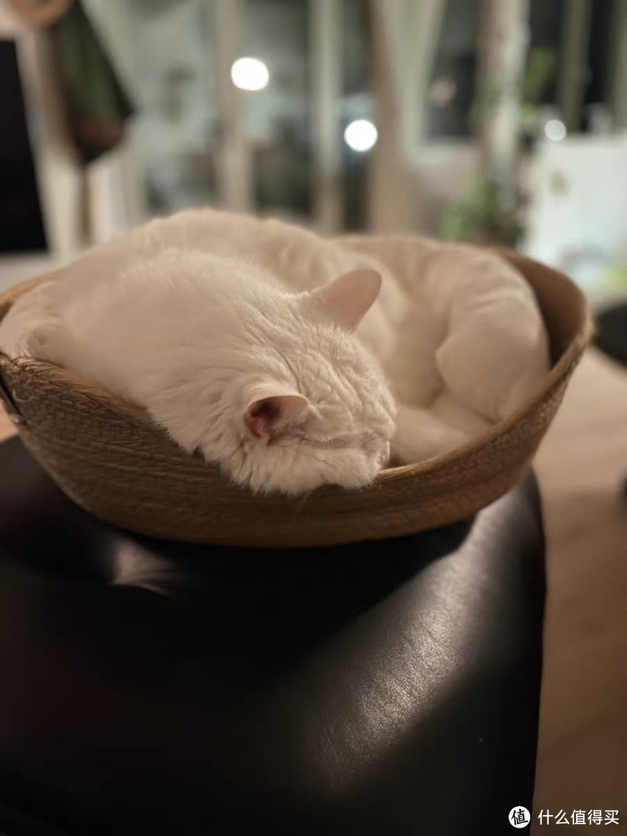 该款时尚简约的猫咪便携垫真的在合适不过了