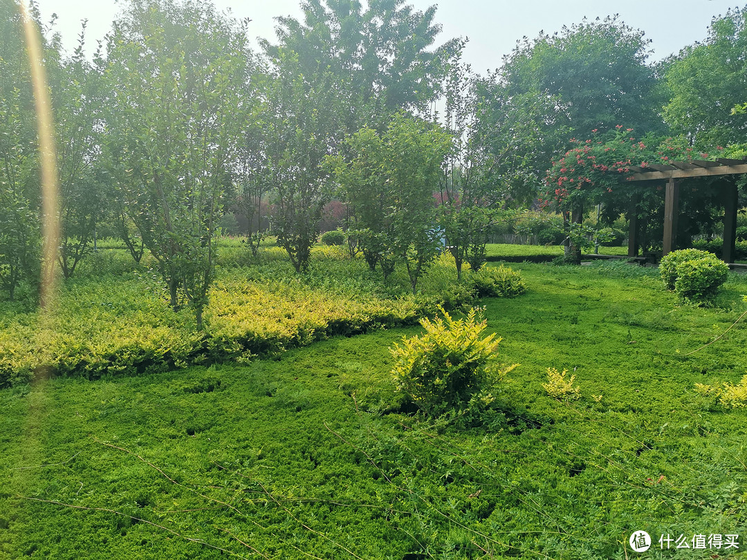 用手机记录初夏的美好风景