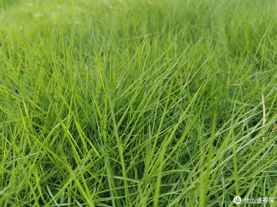 用手机记录初夏的美好风景