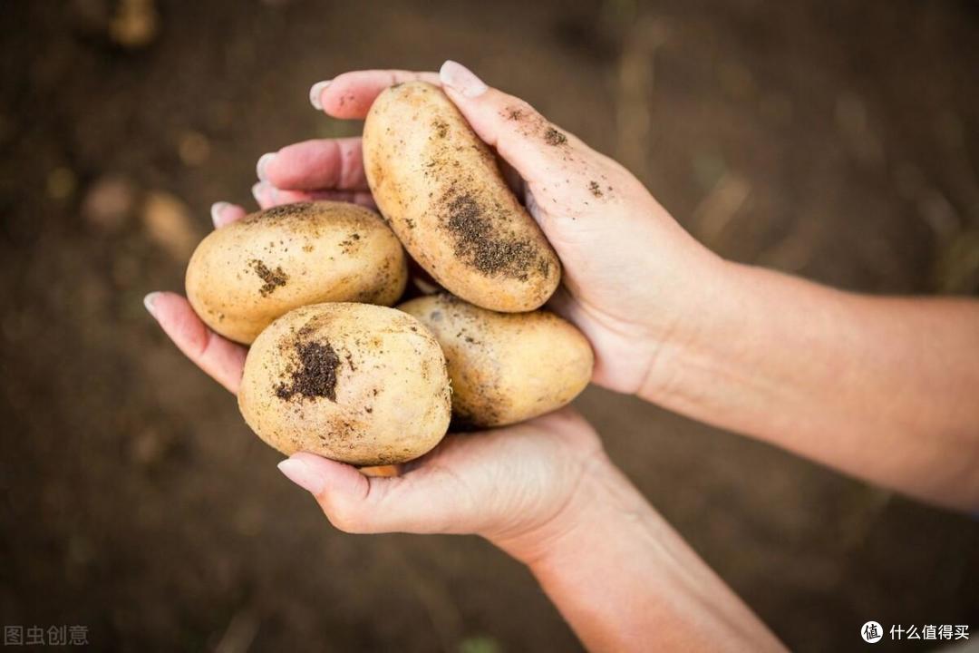 全国哪里的土豆最有名?经过评选,这5个产地土豆比较好吃