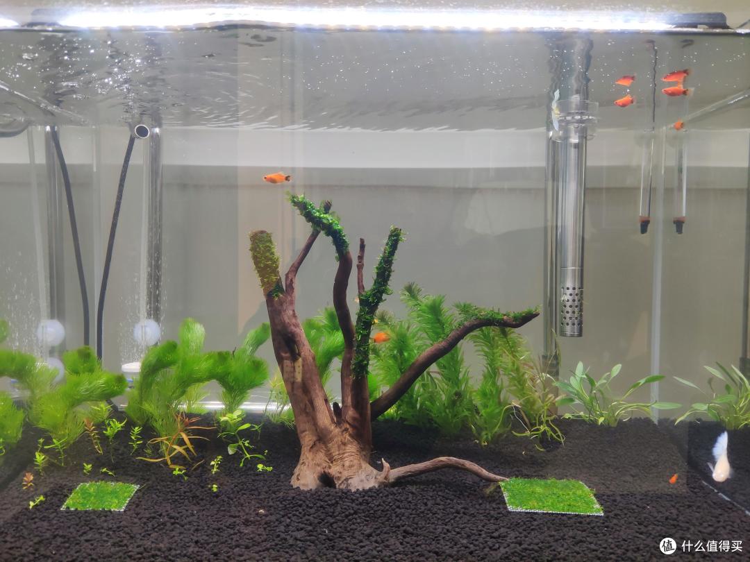 好的沉木可遇不可求，看上了你就买，养鱼养草养虾都要了解它