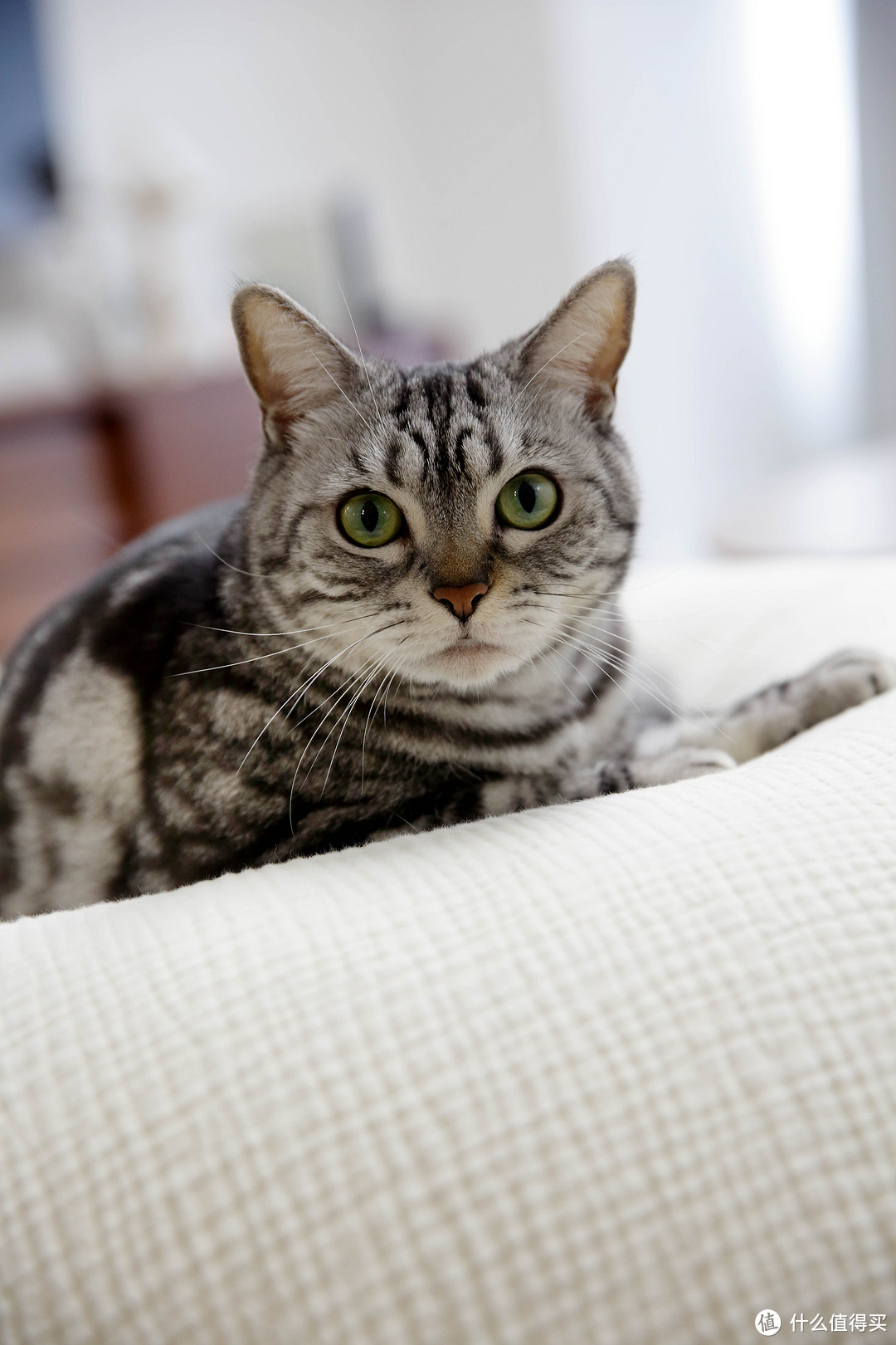 67㎡两人一猫,一居室却有四分离卫生间