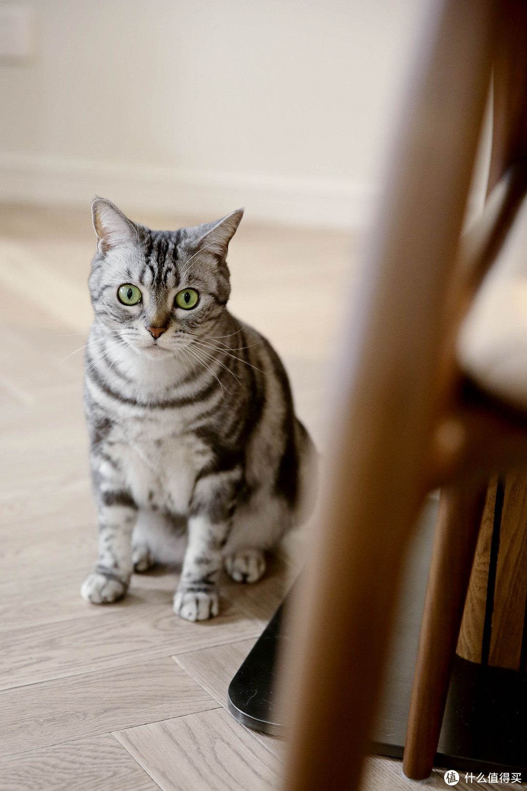 67㎡两人一猫，一居室却有四分离卫生间