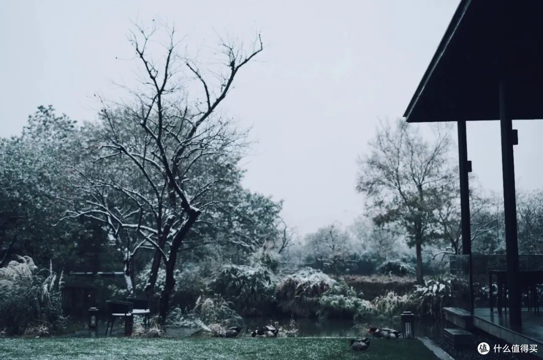 请十三亿没亲临杭州的朋友,来这篇文里看大雪。