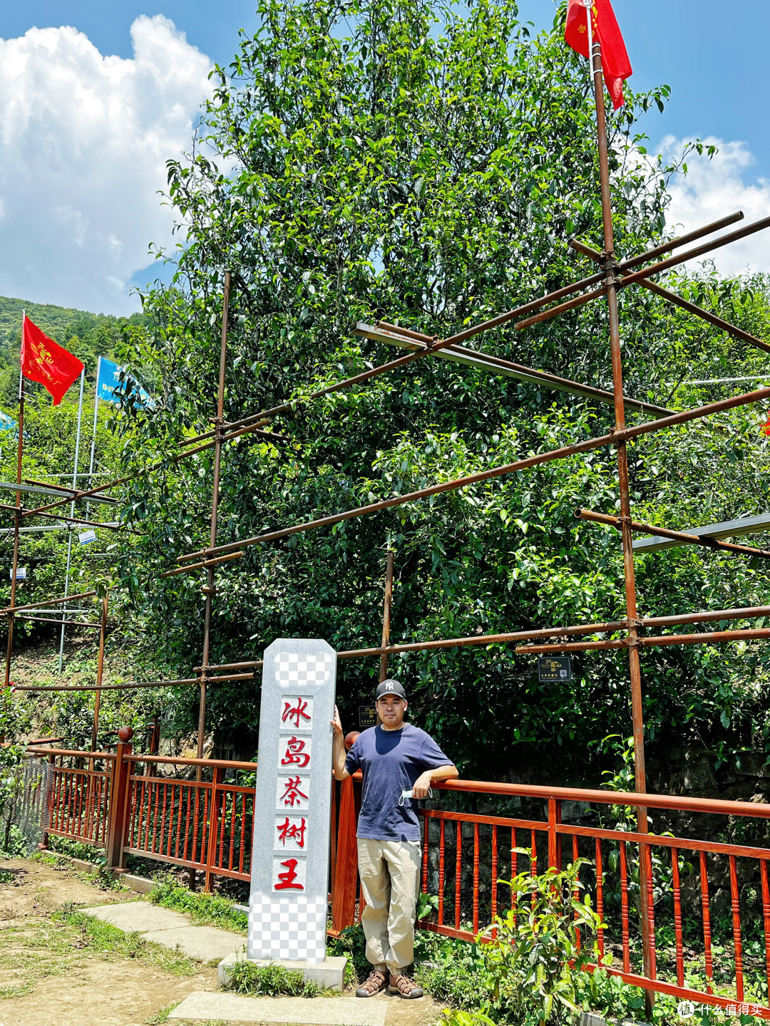 冰岛老寨茶王树