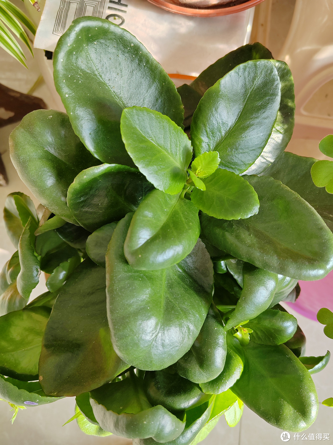 绿色植物简直是我的心头宝贝！