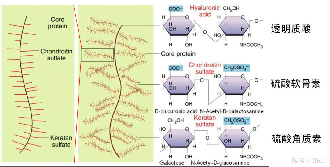 软骨基质蛋白聚糖模式图