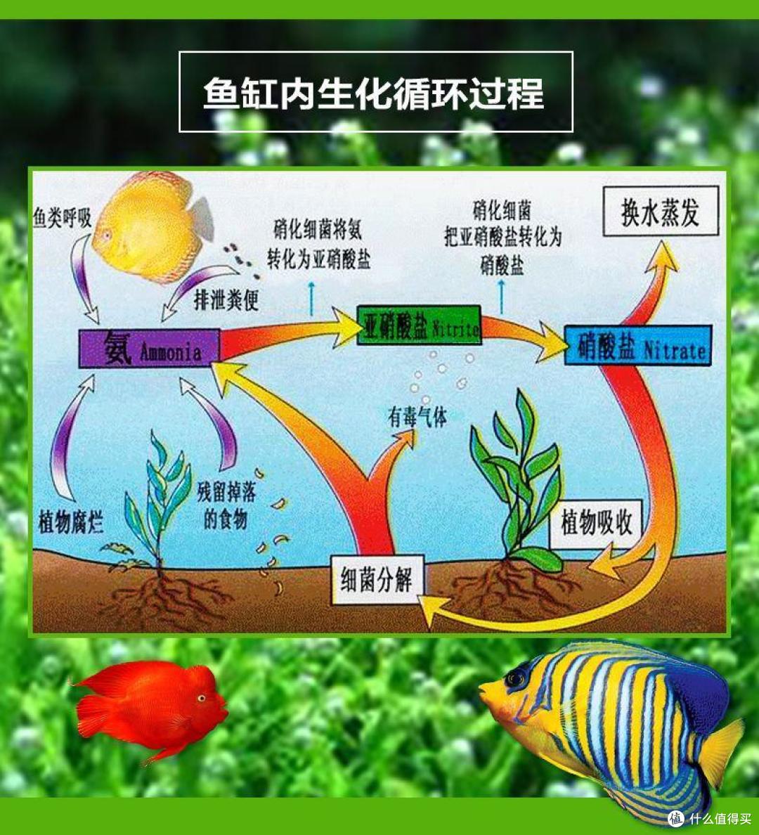 “养鱼先养水”没错，但不要神话硝化细菌，它真不能分解鱼便