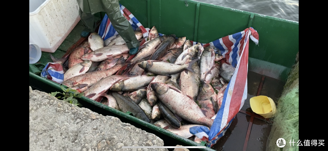 这是洱海边早上刚刚捕捞上来的鲢鱼，大的2-30斤一条，4元一斤