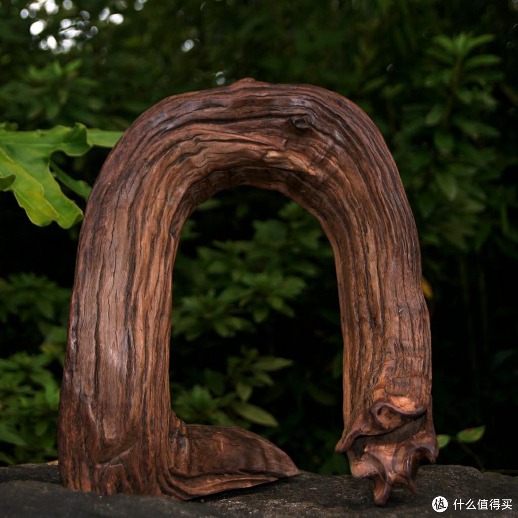 水族箱造景难?害怕鱼缸黄水?看过这篇沉木问答你就会了