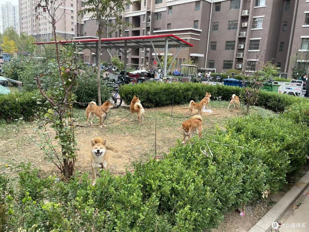一个小羊人自述,坐标北京,据说这边版本也比较高级,主要说下和其他阳友的不同点