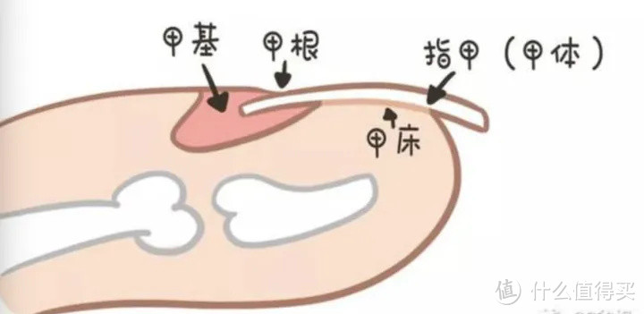 养猫之后才知道猫咪身上的这些东西不是病了~