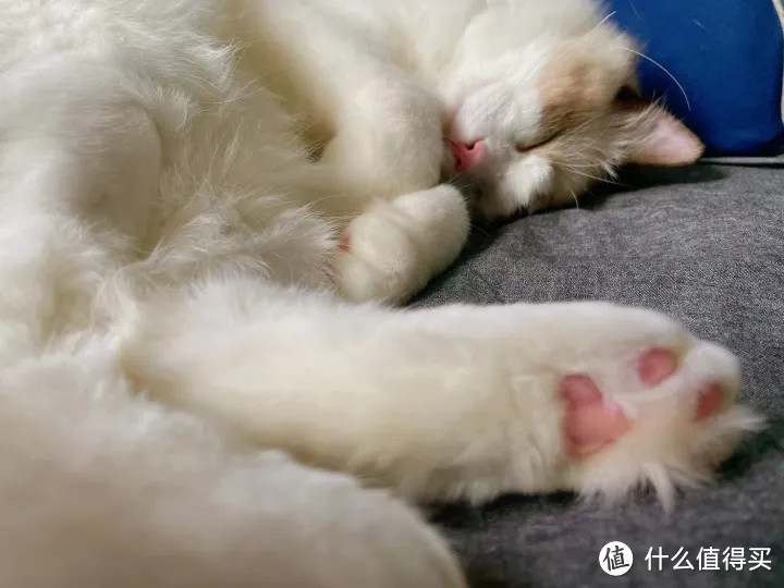 养猫之后才知道猫咪身上的这些东西不是病了~