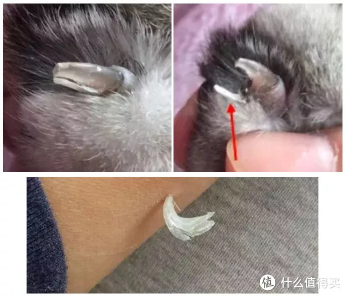 养猫之后才知道猫咪身上的这些东西不是病了~