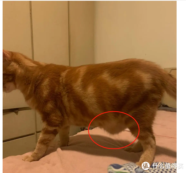 养猫之后才知道猫咪身上的这些东西不是病了~