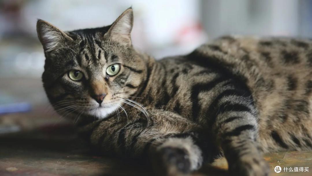 养猫利弊,你知道少?