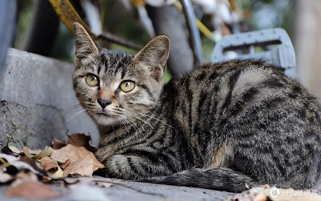 养猫利弊，你知道少？