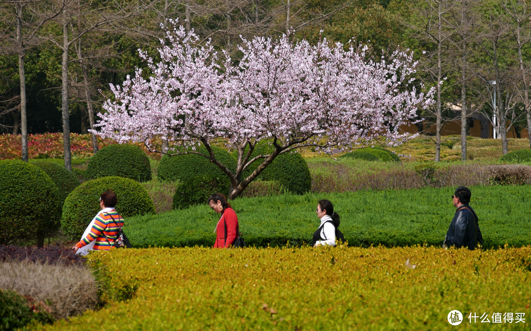 这是我用长焦镜头拍的，原本只想拍那棵樱花树（好无聊），一般情况都是要等游人走过再拍，但我还是等他们四人排队经过时按下快门。相比单独的一棵树，这张照片有了一些人气和趣味，春天的气息更浓，表达的信息更丰富。