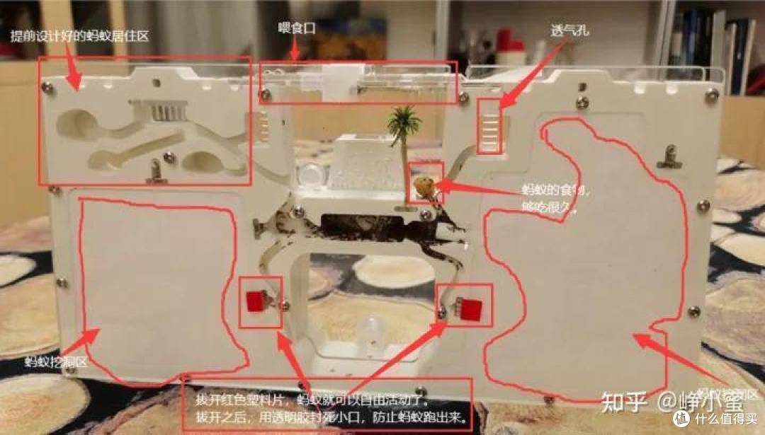 《哇!好多蚂蚁》:有什么亲子活动可以帮助孩子了解自然知识呢?
