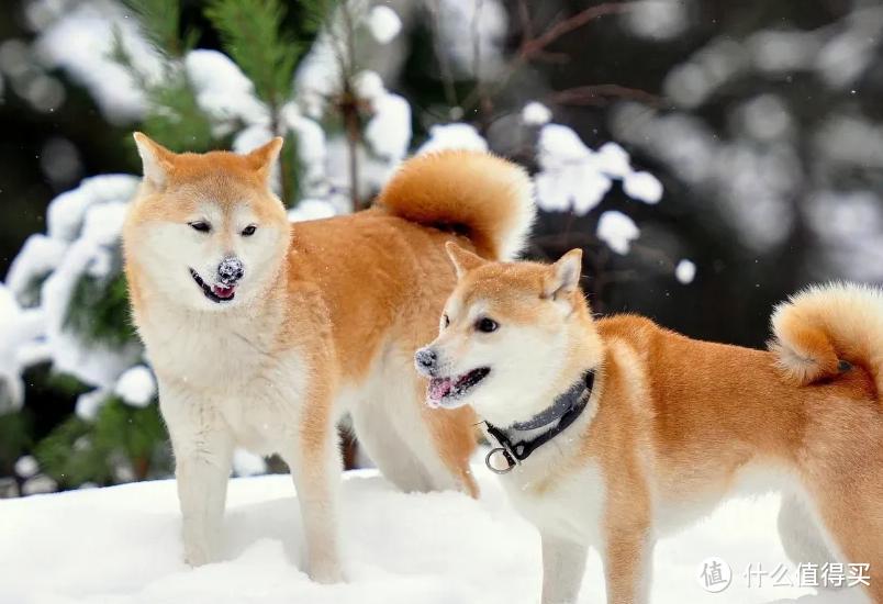 划重点了 秋田犬常见疾病知识 狗粮 什么值得买 划重点了 秋田犬常见疾病知识 狗粮 什么值得买
