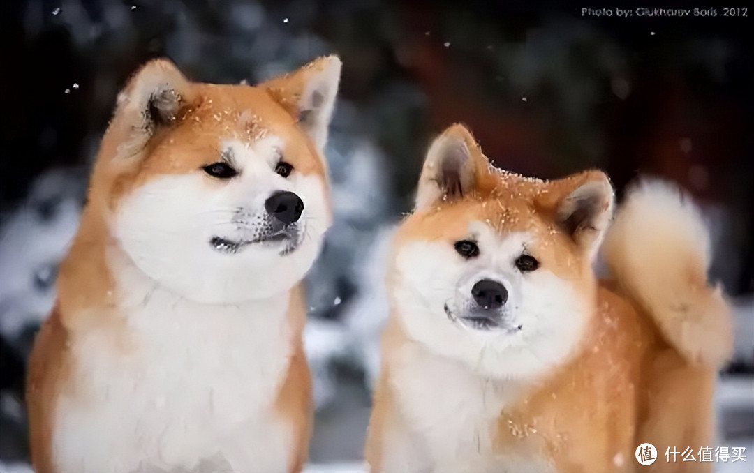 划重点了，秋田犬常见疾病知识