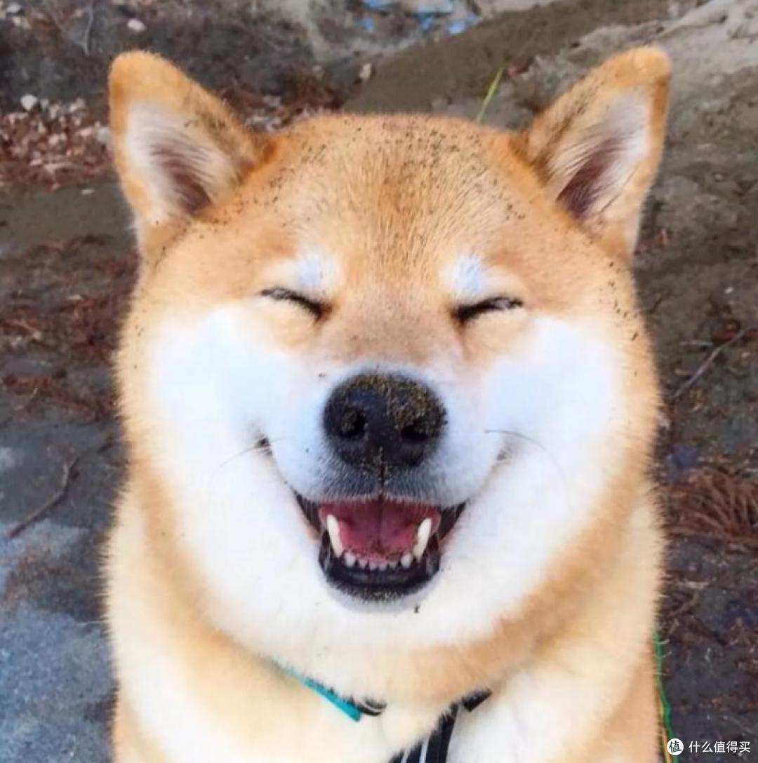 划重点了，秋田犬常见疾病知识