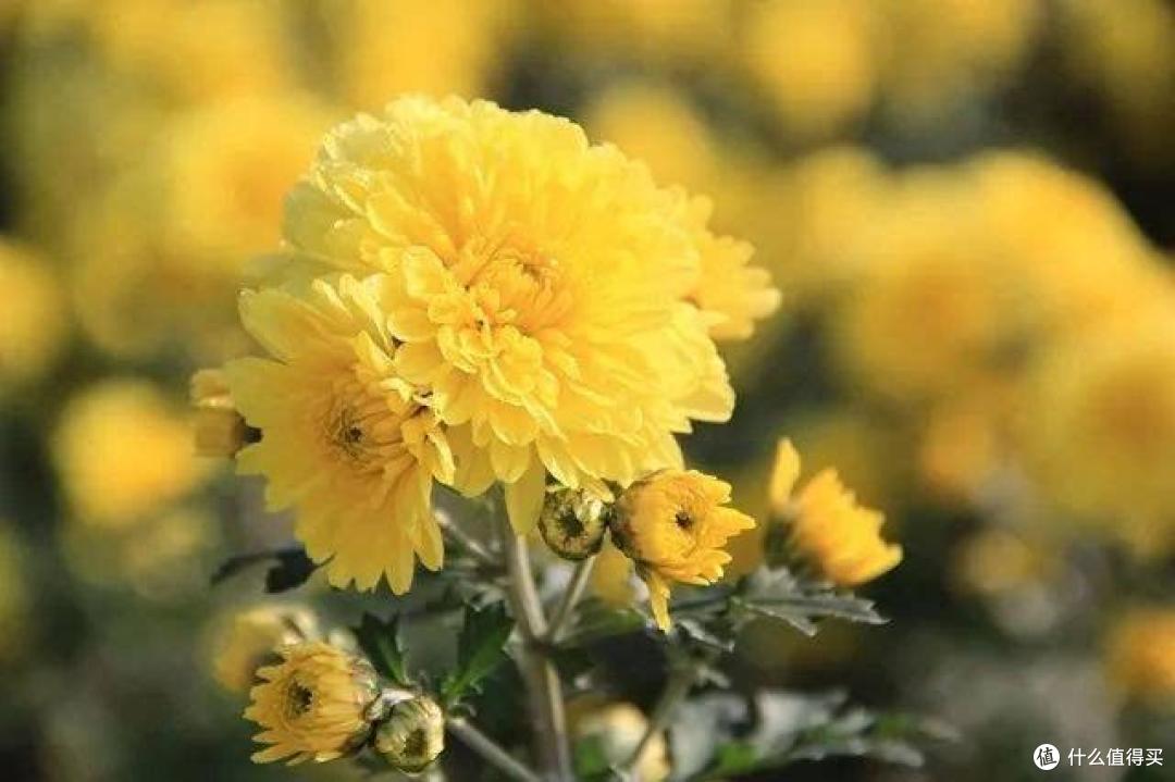 喝菊花有什么讲究?行家:牢记“2不喝1要做”