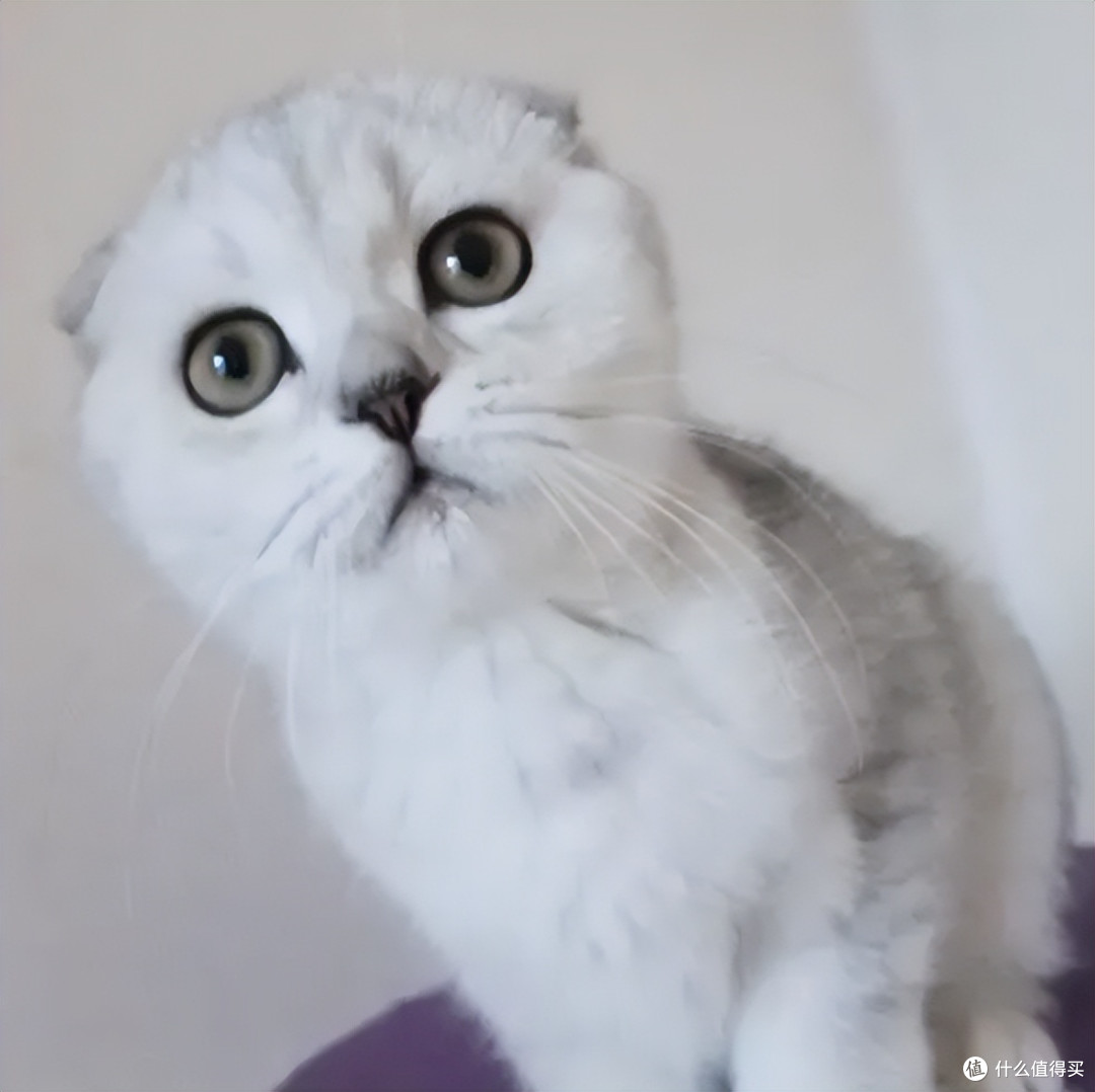 盘点：猫咪高智商行为