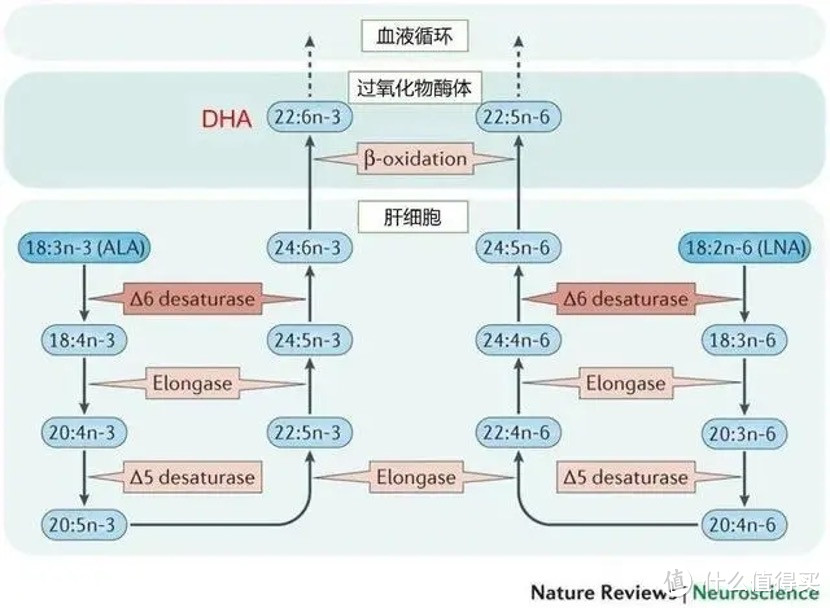 孕期/婴幼儿吃DHA真的有用吗？