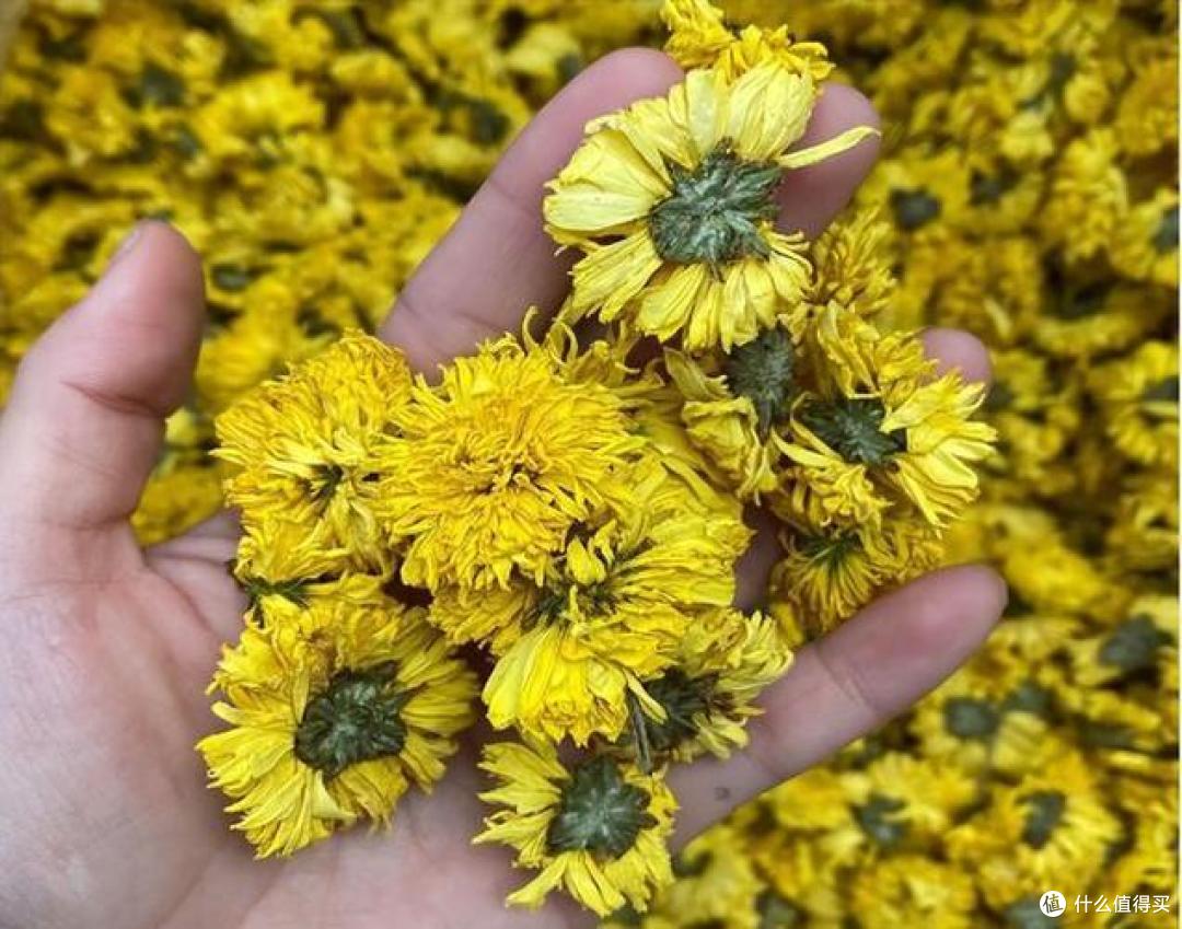 年龄大要忌口菊花茶?40岁往后,牢记“2喝2不喝”,喝对好处多