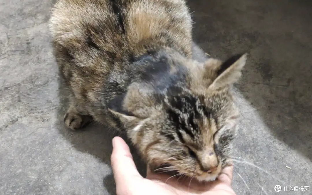 猫咪,生活小帮手,技能合集