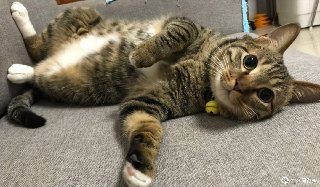 猫咪,生活小帮手,技能合集