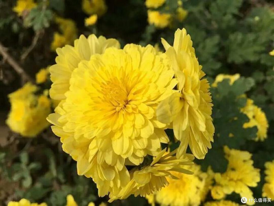 夏日不敢喝菊花茶?牢记“2喝2不喝”