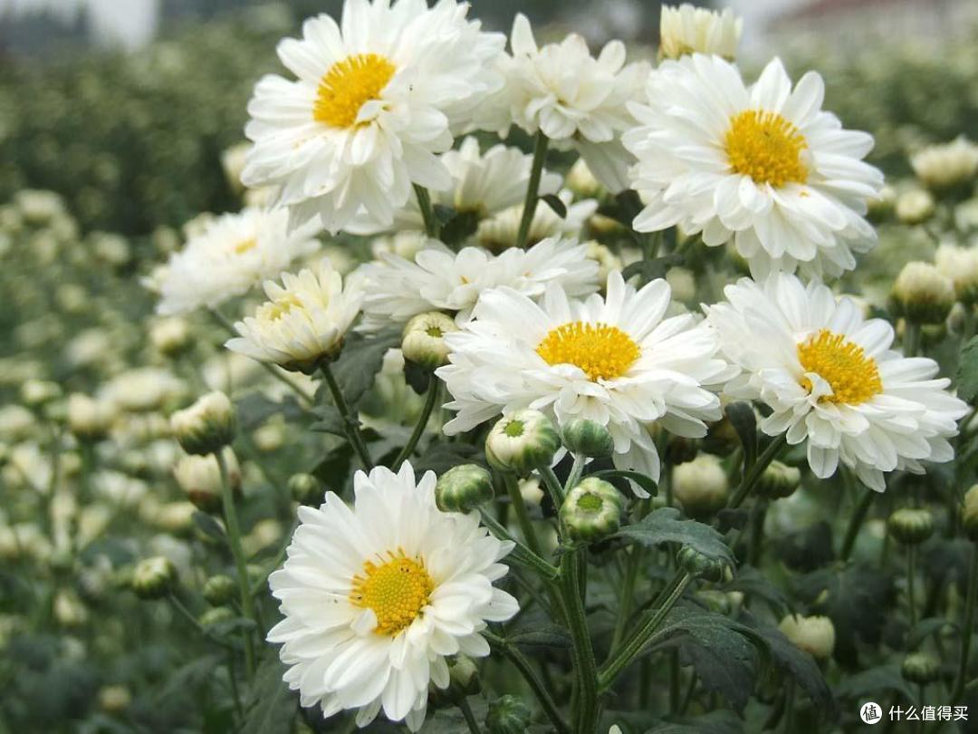 夏日不敢喝菊花茶?牢记“2喝2不喝”