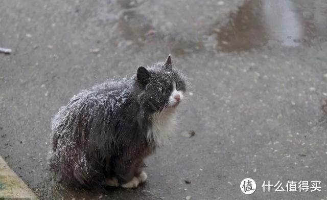 愿冬天能够善待它们，流浪猫也想能够活的下去，合理救助流浪猫~