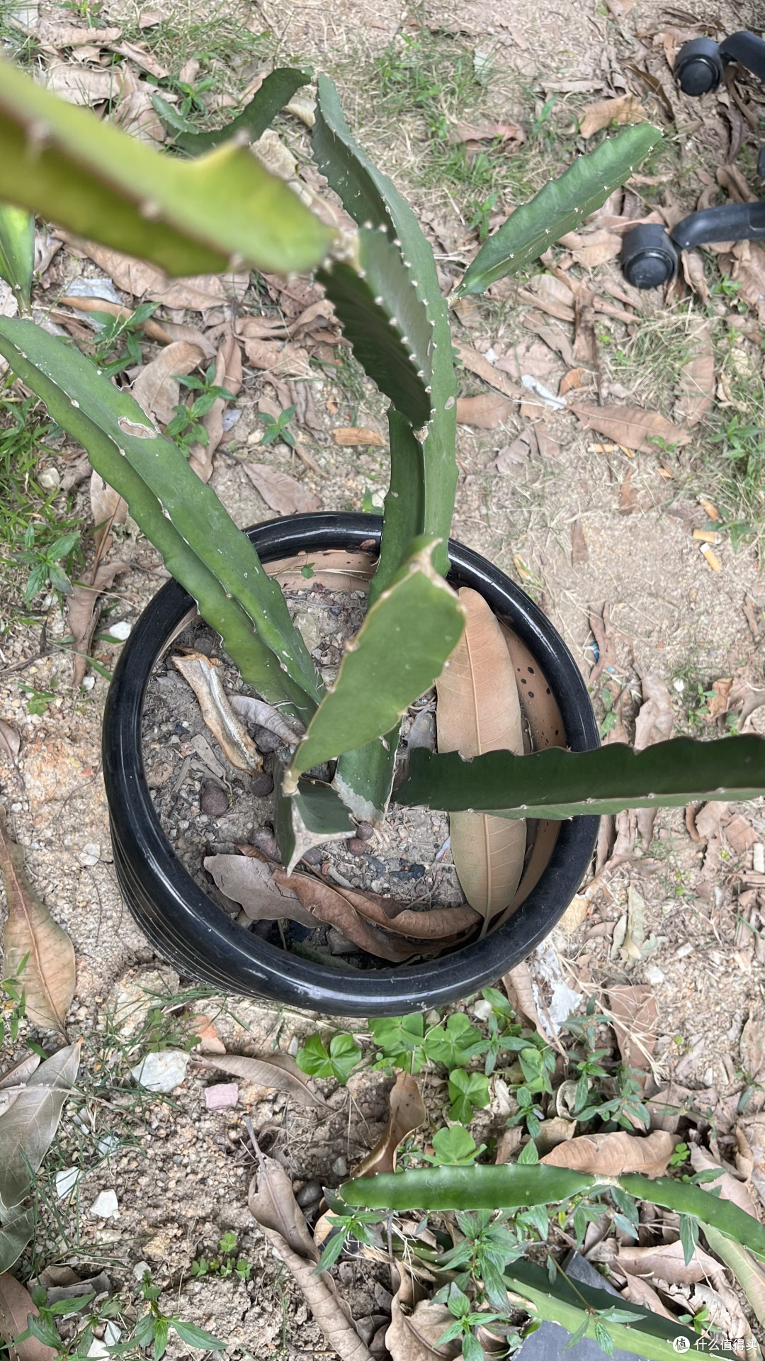 我也想试试自己亲手种出来的水果是什么样的味道