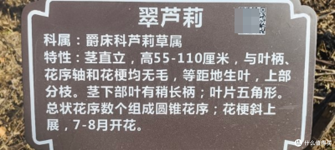 城市多彩森林,浦东张江锦绣文化公园/坐落在浦东图书馆旁边的一个大型公园/运动跑步好去处