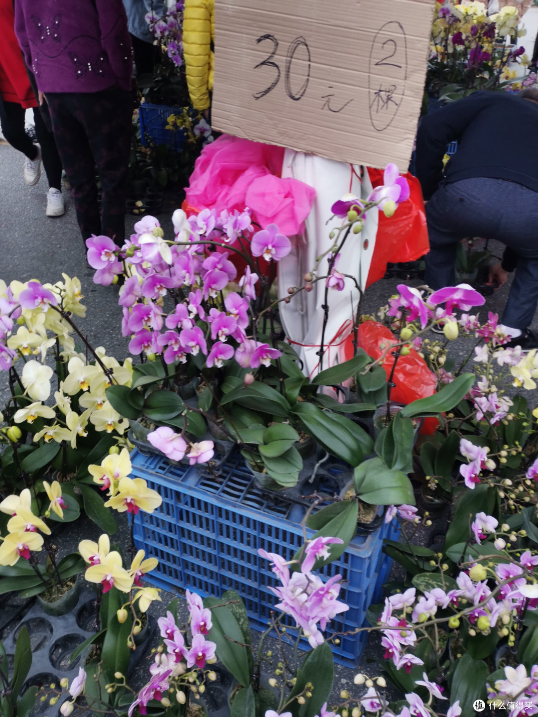 年前是花街，平时是花卉世界-顺德花卉世界逛花街走起