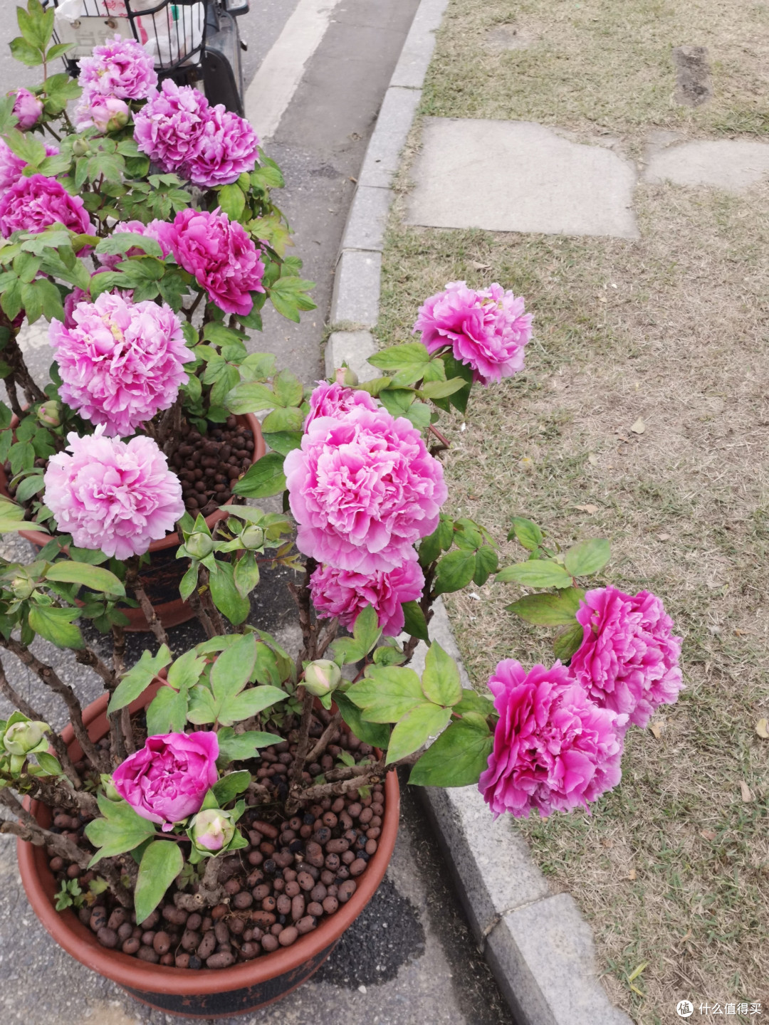 年前是花街，平时是花卉世界-顺德花卉世界逛花街走起