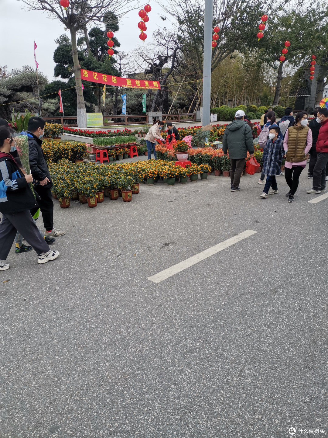 年桔现在搞小型化，都当年花一样摆放了