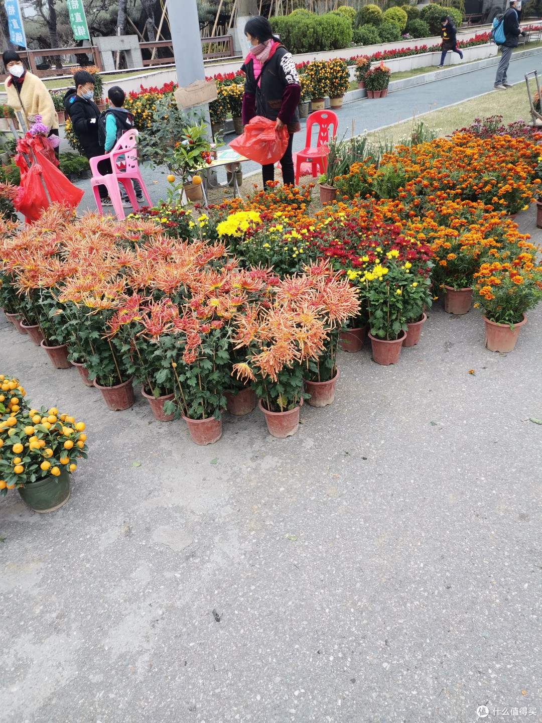 菊花来了