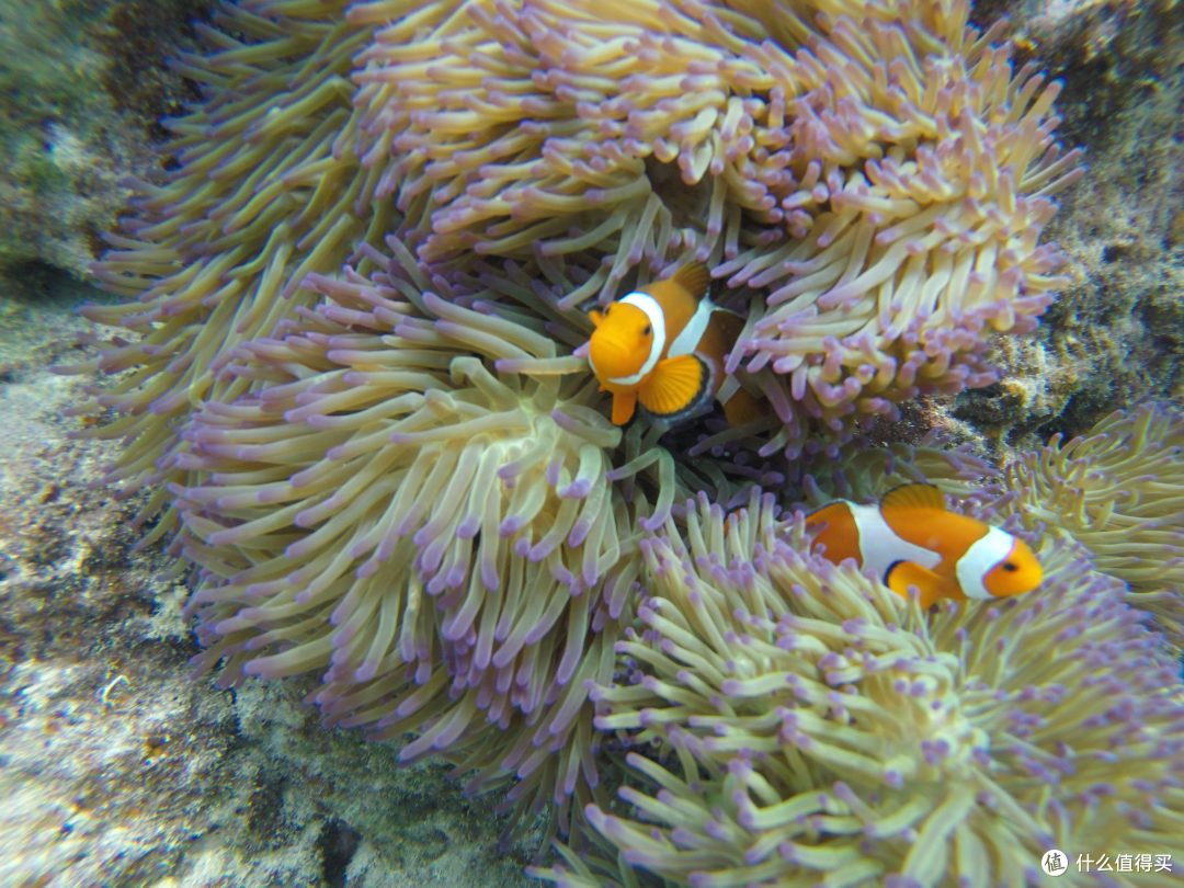 亚庇外海环滩岛浮潜看到的尼莫