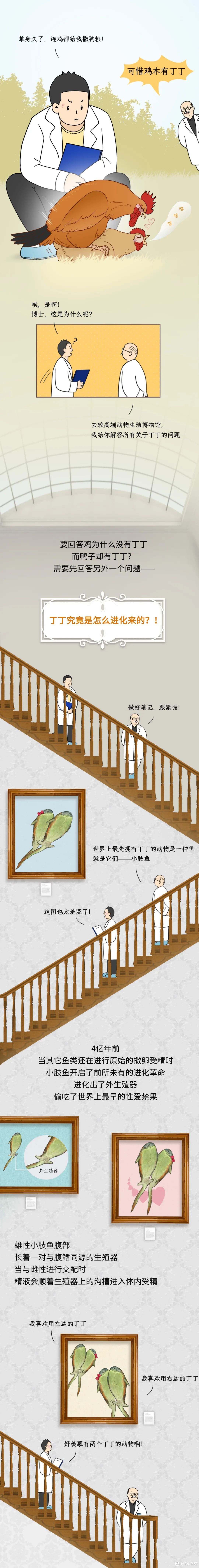 为什么鸡没有丁丁,而鸭子有丁丁?