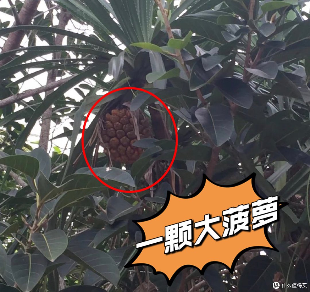 2023年，我想重游三亚