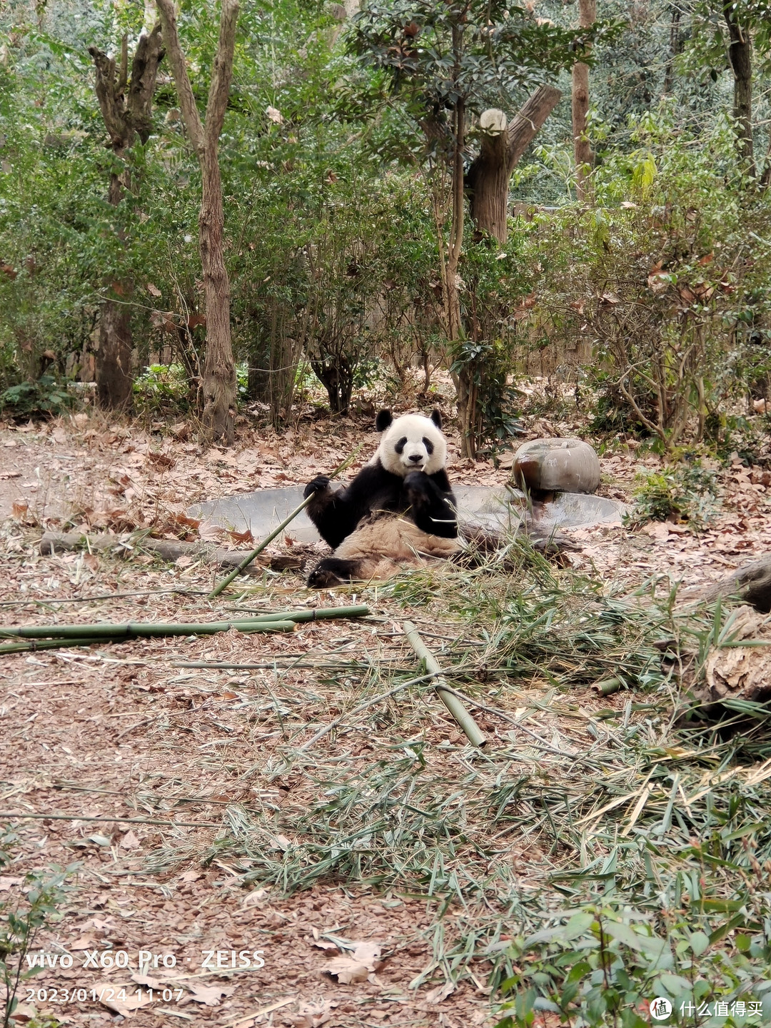 成都大熊猫繁育研究基地-春节成都行孩子最满意的一站