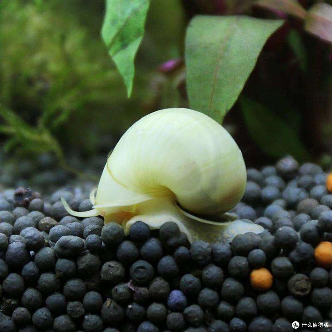 水族爱好者的年货，这4种观赏螺，又漂亮又不难养