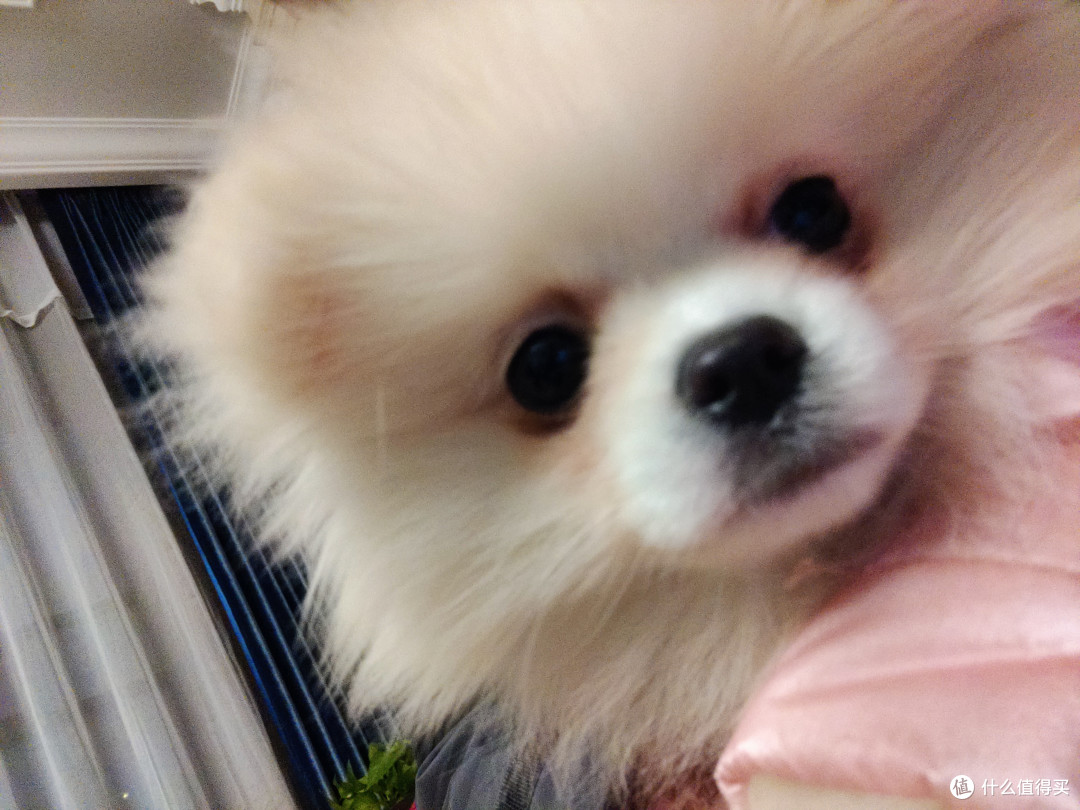 我家的狗子